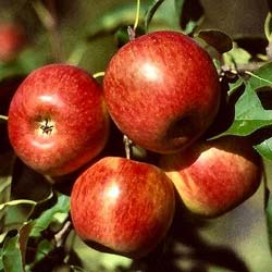 Pommier 'Reine des reinettes' / Malus pumila Reine des reinettes